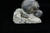 Gastropod, Brachiopod, Trilobite Association - Silurian #6026-5